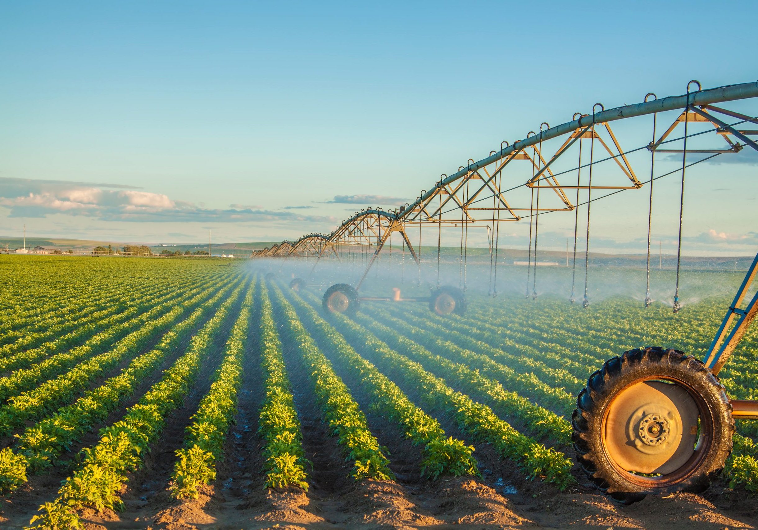 potato field irrigated by a pivot sprinkler system